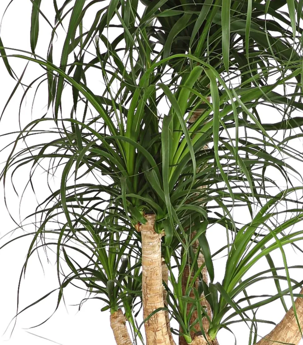 Elefantenfuß - Beaucarnea recurvata, verzweigt
