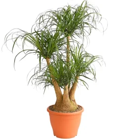 Elefantenfuß - Beaucarnea recurvata, verzweigt