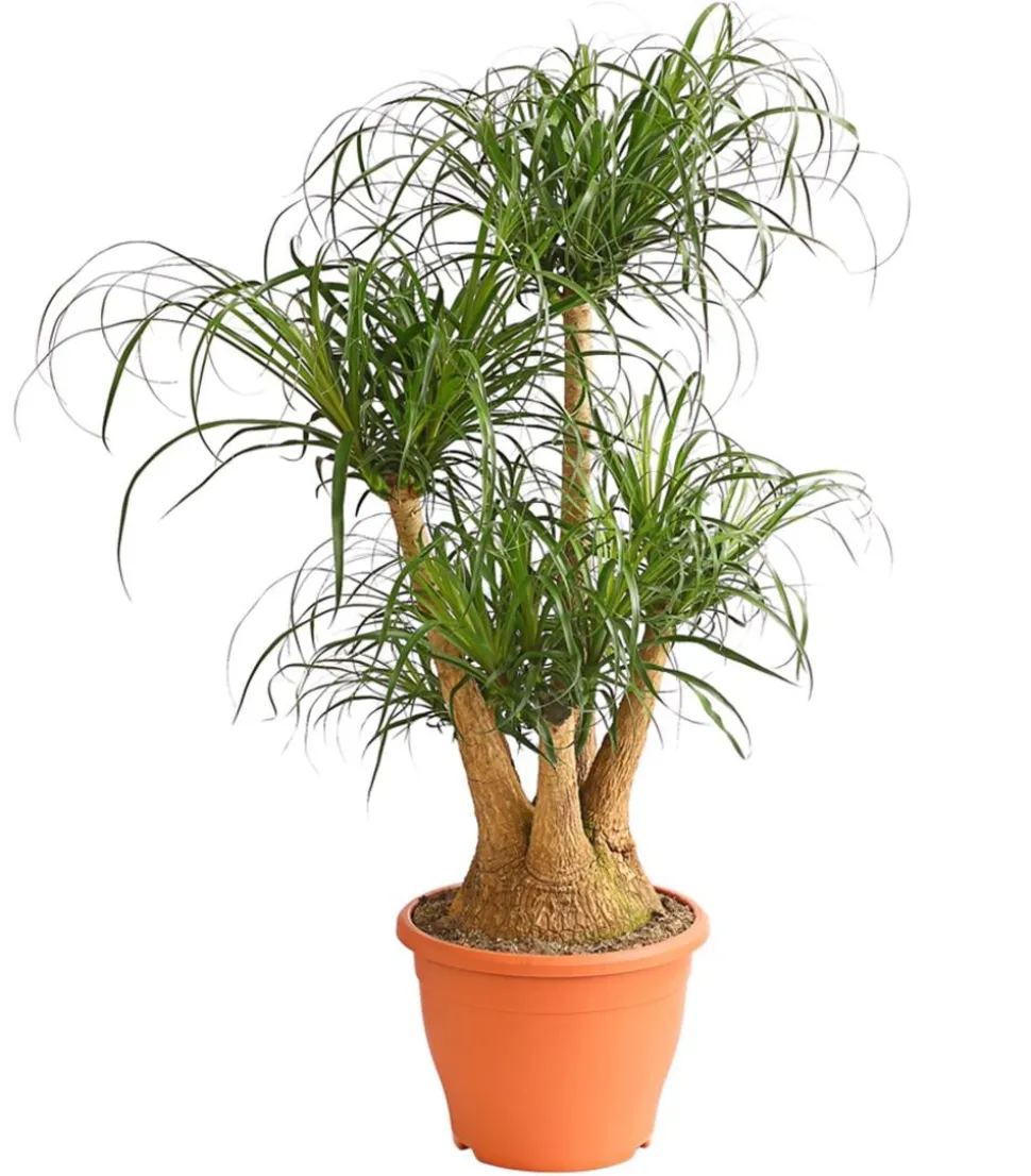 Elefantenfuß - Beaucarnea recurvata, verzweigt