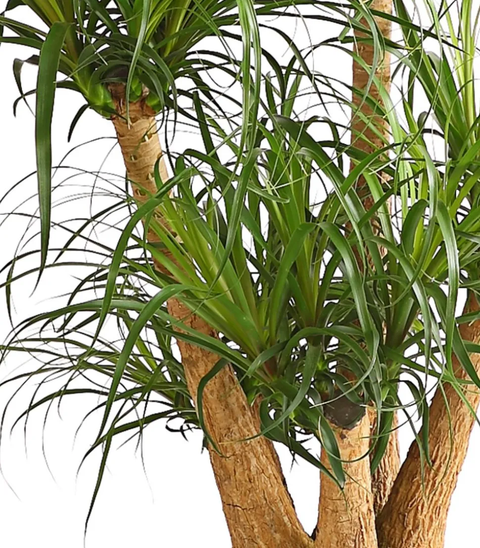 Elefantenfuß - Beaucarnea recurvata, verzweigt