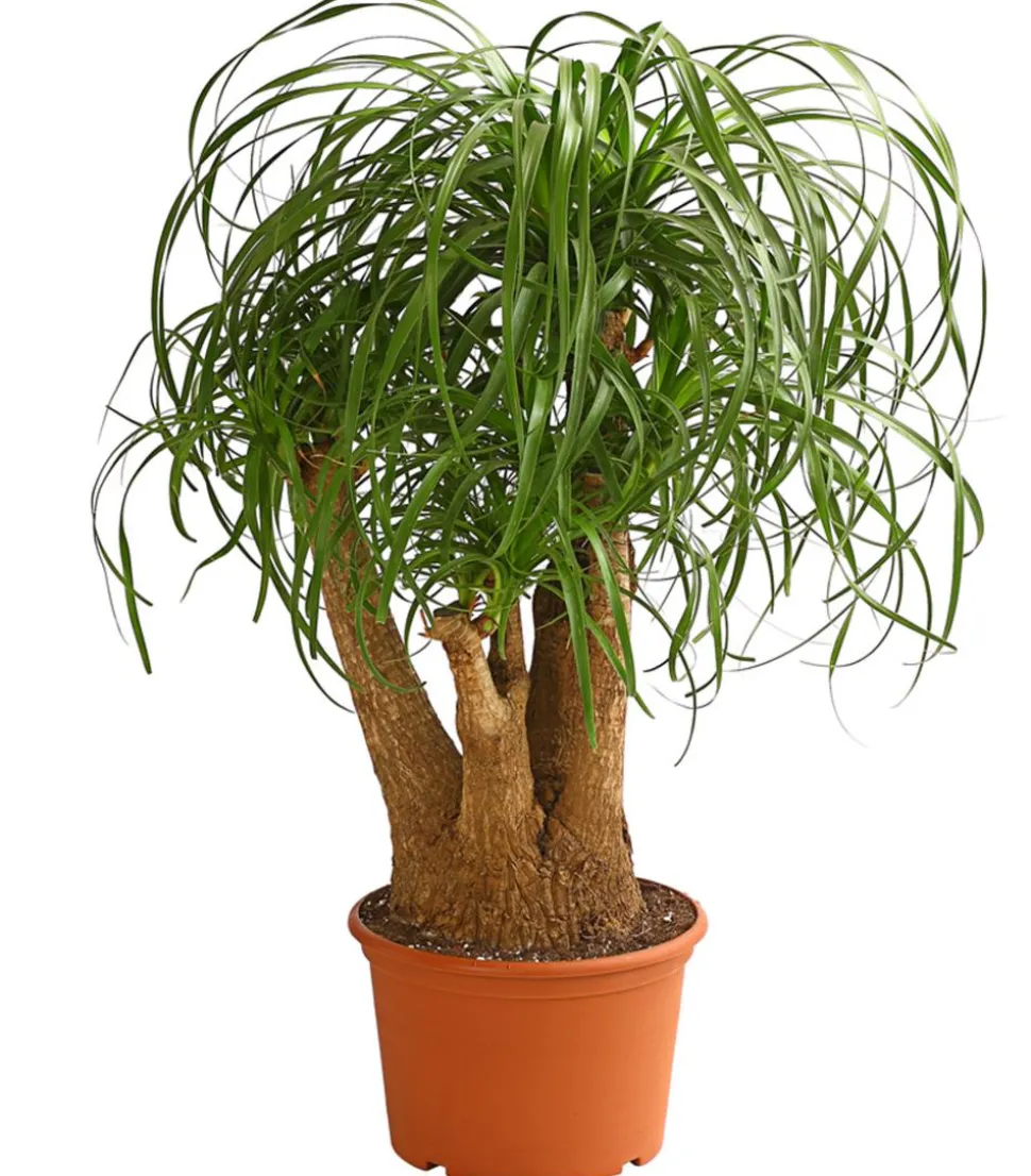 Elefantenfuß - Beaucarnea recurvata, verzweigt