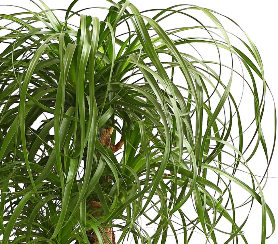 Elefantenfuß - Beaucarnea recurvata, verzweigt