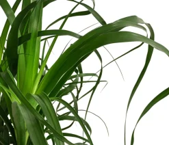 Elefantenfuß - Beaucarnea recurvata, Hydrokultur