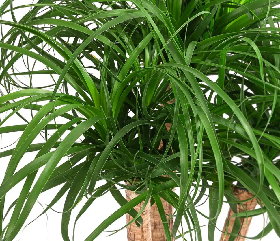 Elefantenfuß - Beaucarnea recurvata, Hydrokultur