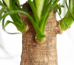 Elefantenfuß - Beaucarnea recurvata