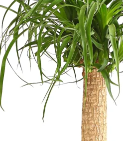 Elefantenfuß - Beaucarnea recurvata