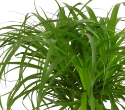 Elefantenfuß - Beaucarnea recurvata