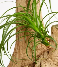 Elefantenfuß - Beaucarnea recurvata, verzweigt