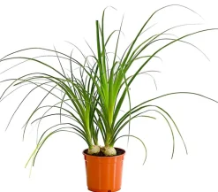 Elefantenfuß - Nolina recurvata