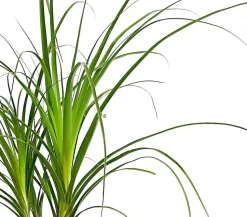 Elefantenfuß - Nolina recurvata