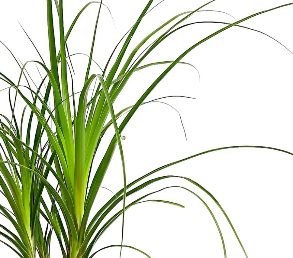 Elefantenfuß - Nolina recurvata