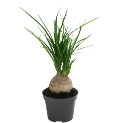 Elefantenfuß - Nolina recurvata