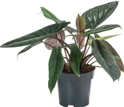 Elefantenohr - Alocasia scalprum
