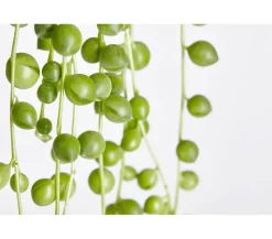Erbsenpflanze - Senecio rowleyanus