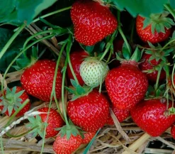 Erdbeere 'Korona'