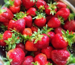 Erdbeere 'Arabella', 4er-Set
