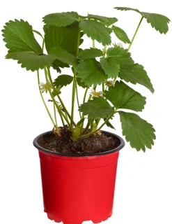 Erdbeere 'Arabella', 4er-Set