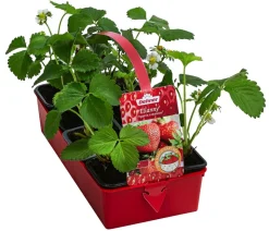 Erdbeere 'Elianny', 8er-Schale