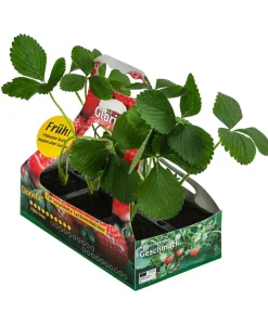 Erdbeere 'Glorielle®', 6er-Schale