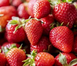 Erdbeere 'Korona'