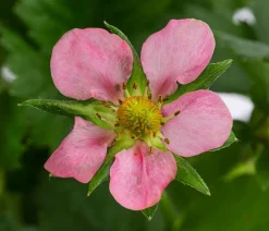 Erdbeere 'Rosana®'