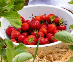 Erdbeere 'Senga Sengana'