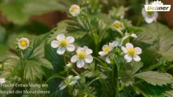 Erdbeere 'Symphony', 8er-Schale