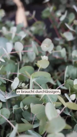 Eukalyptus, Busch