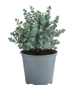 Eukalyptus, Busch