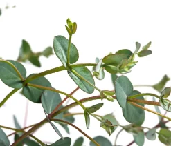Eukalyptus, Busch