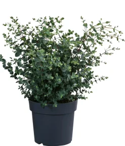 Eukalyptus, Busch