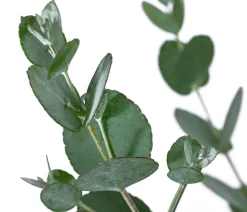 Eukalyptus, Busch
