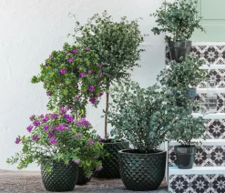 Eukalyptus, Stämmchen