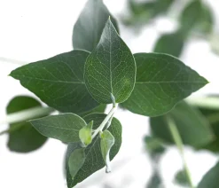 Eukalyptus, Stämmchen