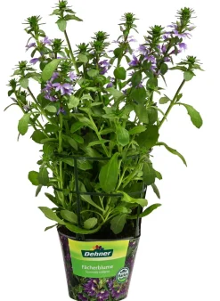 Fächerblume