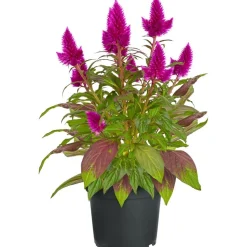Federbusch 'Venezuela'