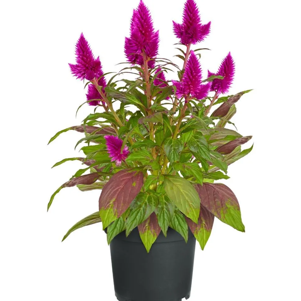 Federbusch 'Venezuela'
