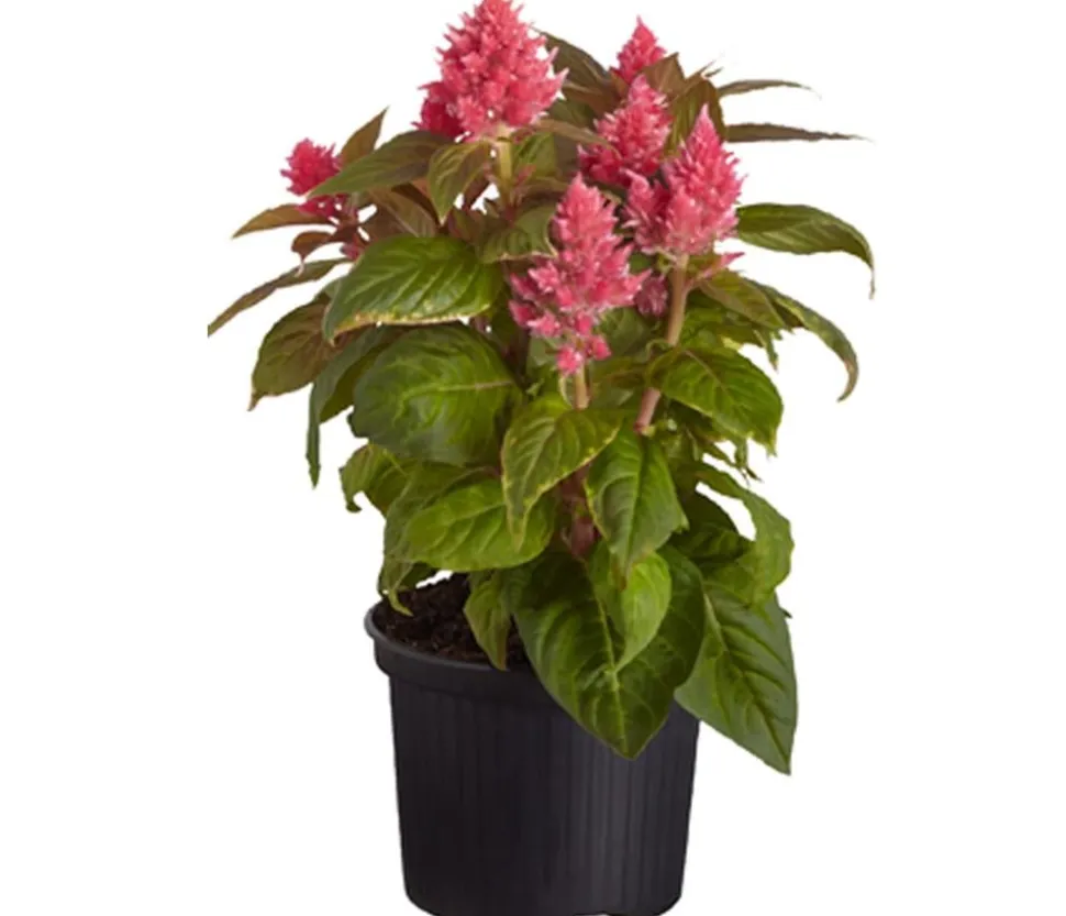 Federbusch, verschiedene Farben