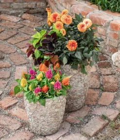 Federbusch, verschiedene Farben