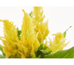 Federbusch, verschiedene Farben
