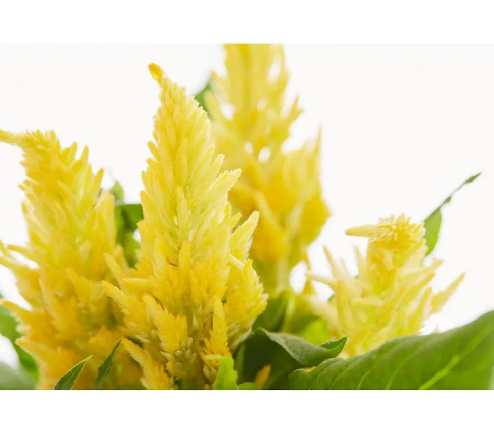 Federbusch, verschiedene Farben