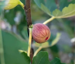 Feige 'Pfälzer Fruchtfeige'