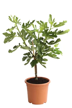 Feige 'Pfälzer Fruchtfeige'