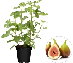 Feige 'Brown Turkey'