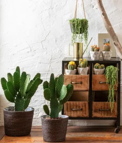 Feigenkaktus - Opuntia consolea