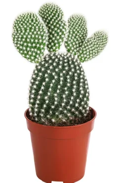 Feigenkaktus - Opuntia microdasys, verschiedene Sorten