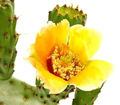 Feigenkaktus - Opuntia indica