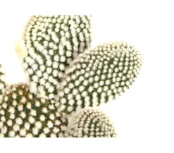 Feigenkaktus - Opuntia indica, verschiedene Sorten