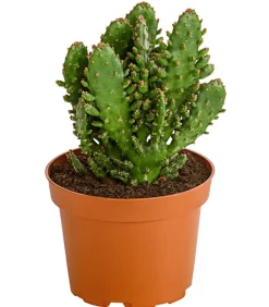 Feigenkaktus - Opuntia indica, verschiedene Sorten