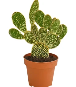 Feigenkaktus - Opuntia microdasys 'Yellow'